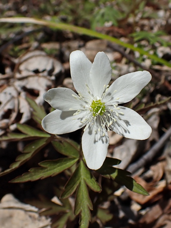 Image of Anemone amurensis specimen.