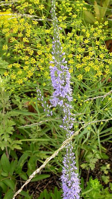 Image of Veronica longifolia specimen.