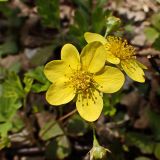 Waldsteinia ternata ssp. maximowicziana