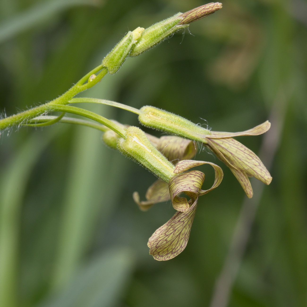 Image of Hesperis tristis specimen.