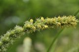 genus Carex