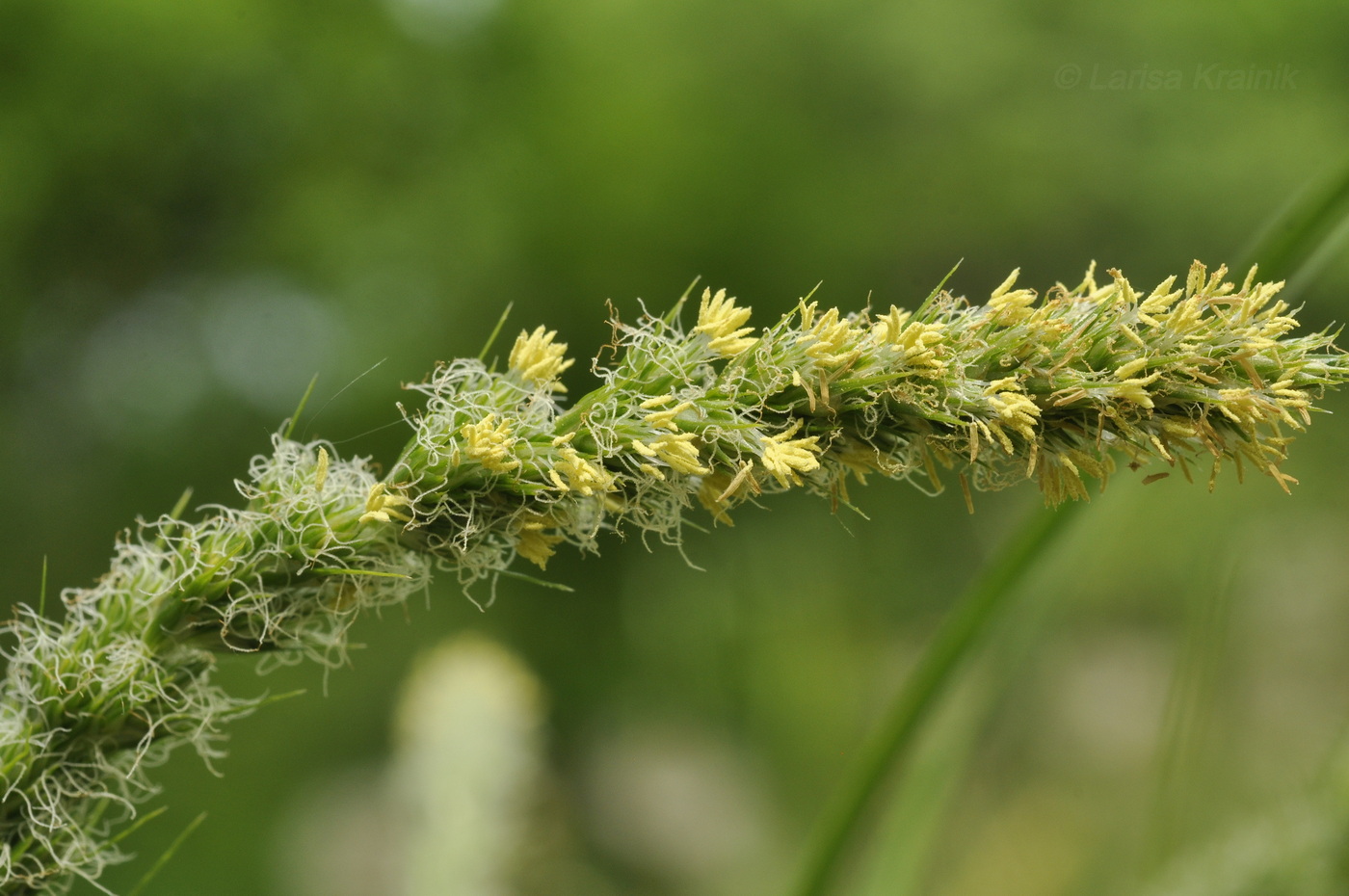 Изображение особи Carex leiorhyncha.