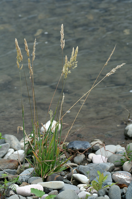 Image of Holcus lanatus specimen.