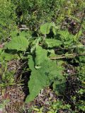 Verbascum nigrum