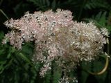 Filipendula palmata. Соцветие. Хабаровский край, окр. г. Комсомольск-на-Амуре, дол. ручья Тёплый ключ, зарастающий пустырь. 05.07.2025.