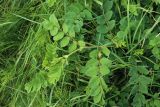 Astragalus glycyphyllos