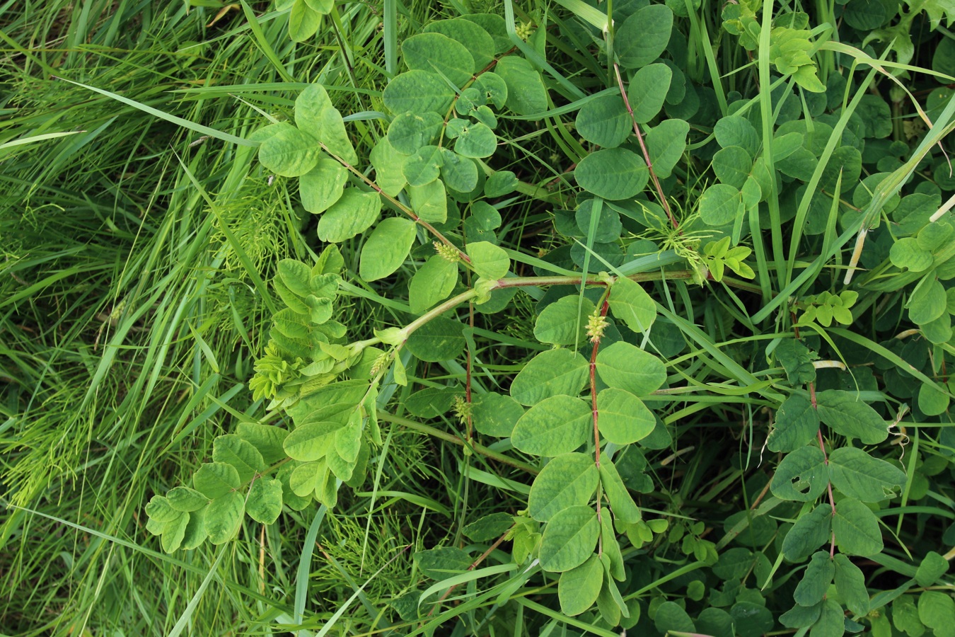 Image of Astragalus glycyphyllos specimen.