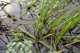 Sparganium japonicum. Цветущие растения. Приморский край, ЗАТО Фокино, окр. пос. Путятин; о-в Путятина, оз. Гусиное. 13.08.2025.