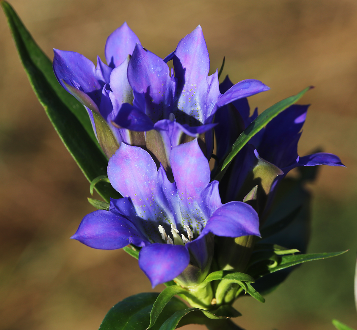Изображение особи Gentiana scabra.