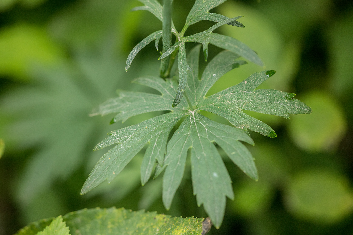 Image of Ranunculus acris specimen.