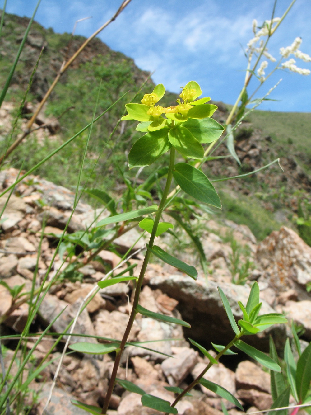 Image of Euphorbia talastavica specimen.