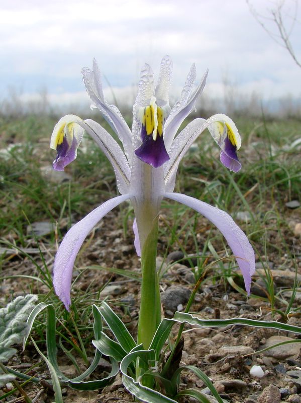 Image of Juno narbutii specimen.