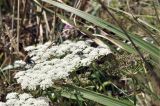 семейство Apiaceae