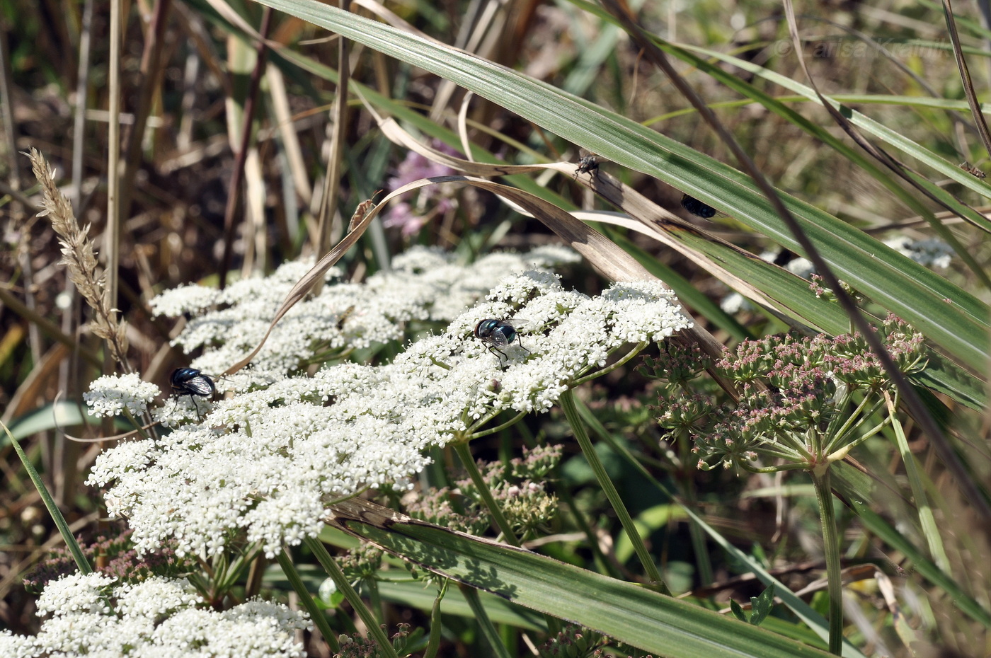 Изображение особи семейство Apiaceae.