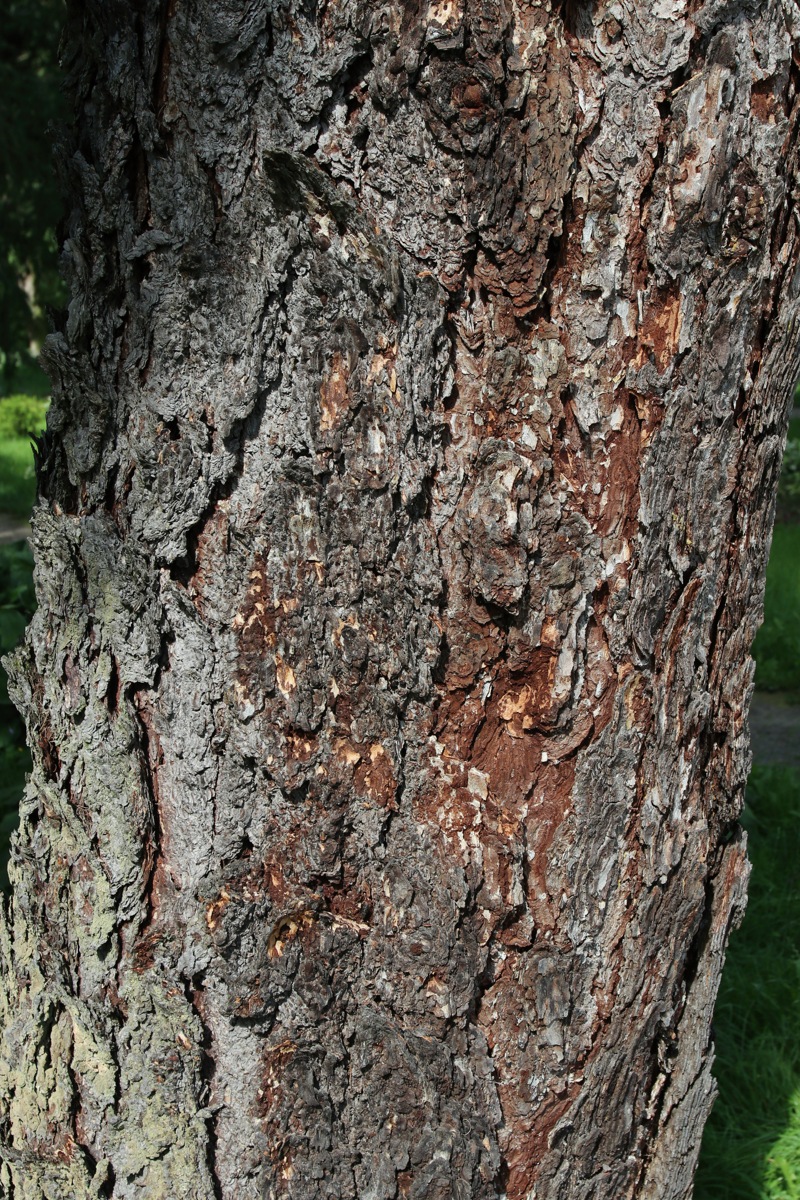 Изображение особи Larix decidua.