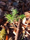 genus Abies. Молодое растение. Адыгея, кордон Гузерипль, маршрут \"Тропа леопарда\", смешанный лес. 09.01.2025.