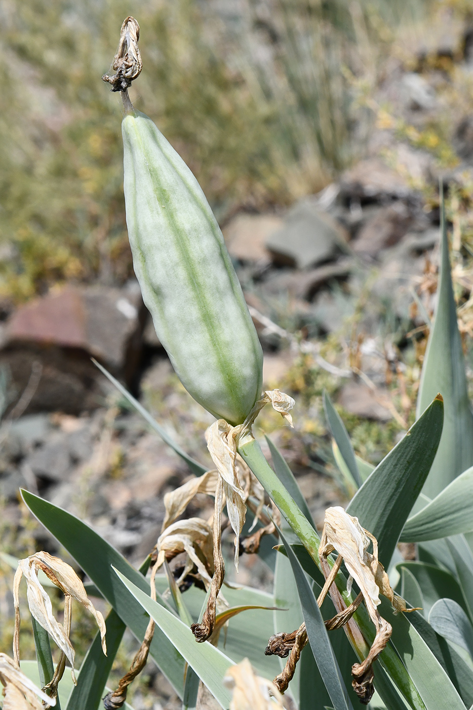 Image of Iris glaucescens specimen.