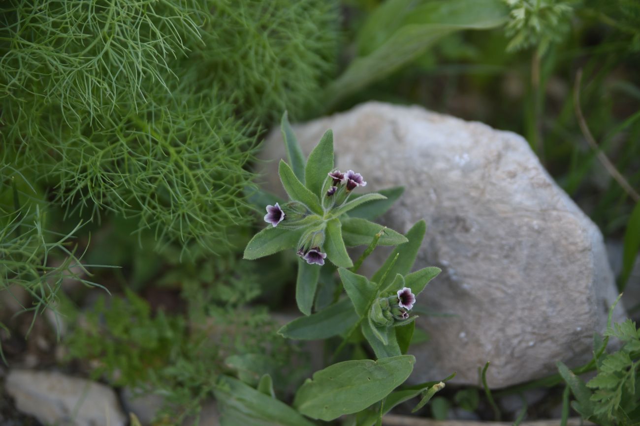 Image of familia Boraginaceae specimen.
