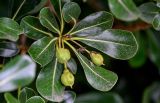 Pittosporum tobira. Верхушка ветви с незрелым соплодием. Китай, пров. Аньхой, дер. Хунцунь, в культуре. 28.05.2025.