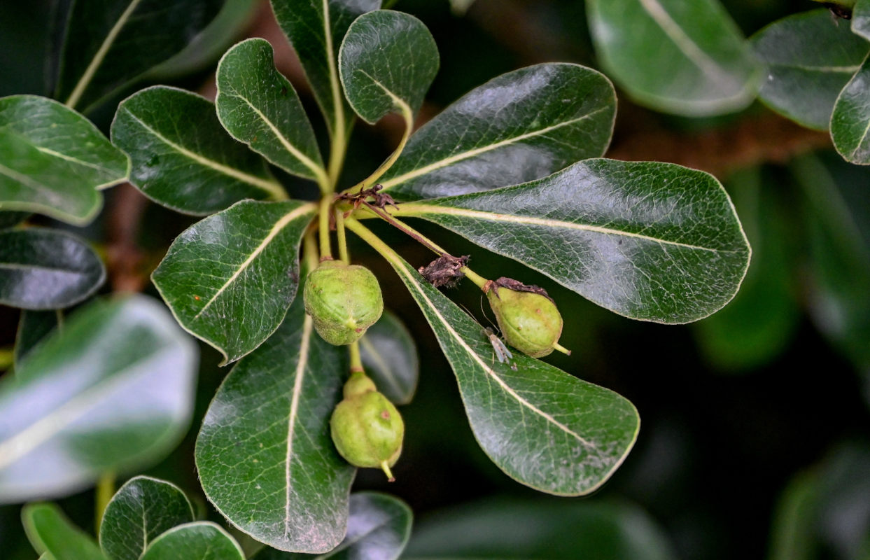 Image of Pittosporum tobira specimen.