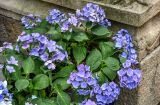 View full-size image Hydrangea macrophylla