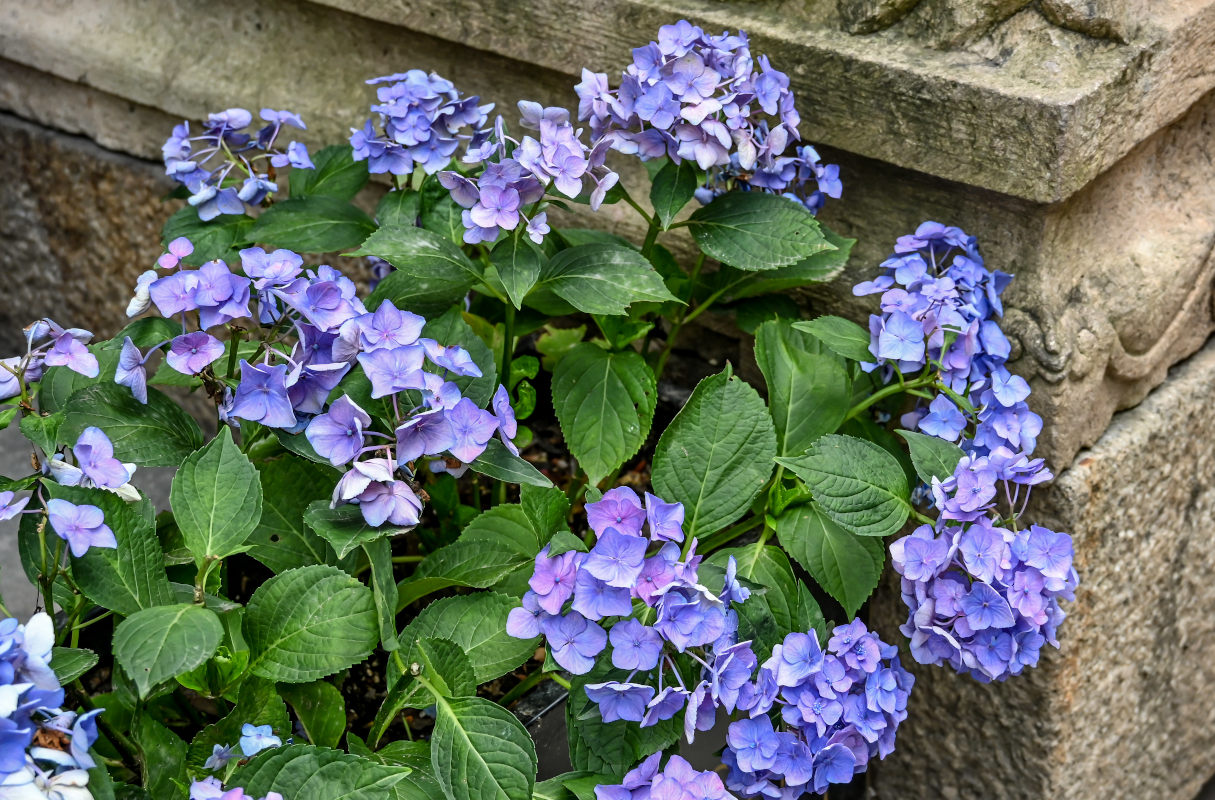 Image of Hydrangea macrophylla specimen.