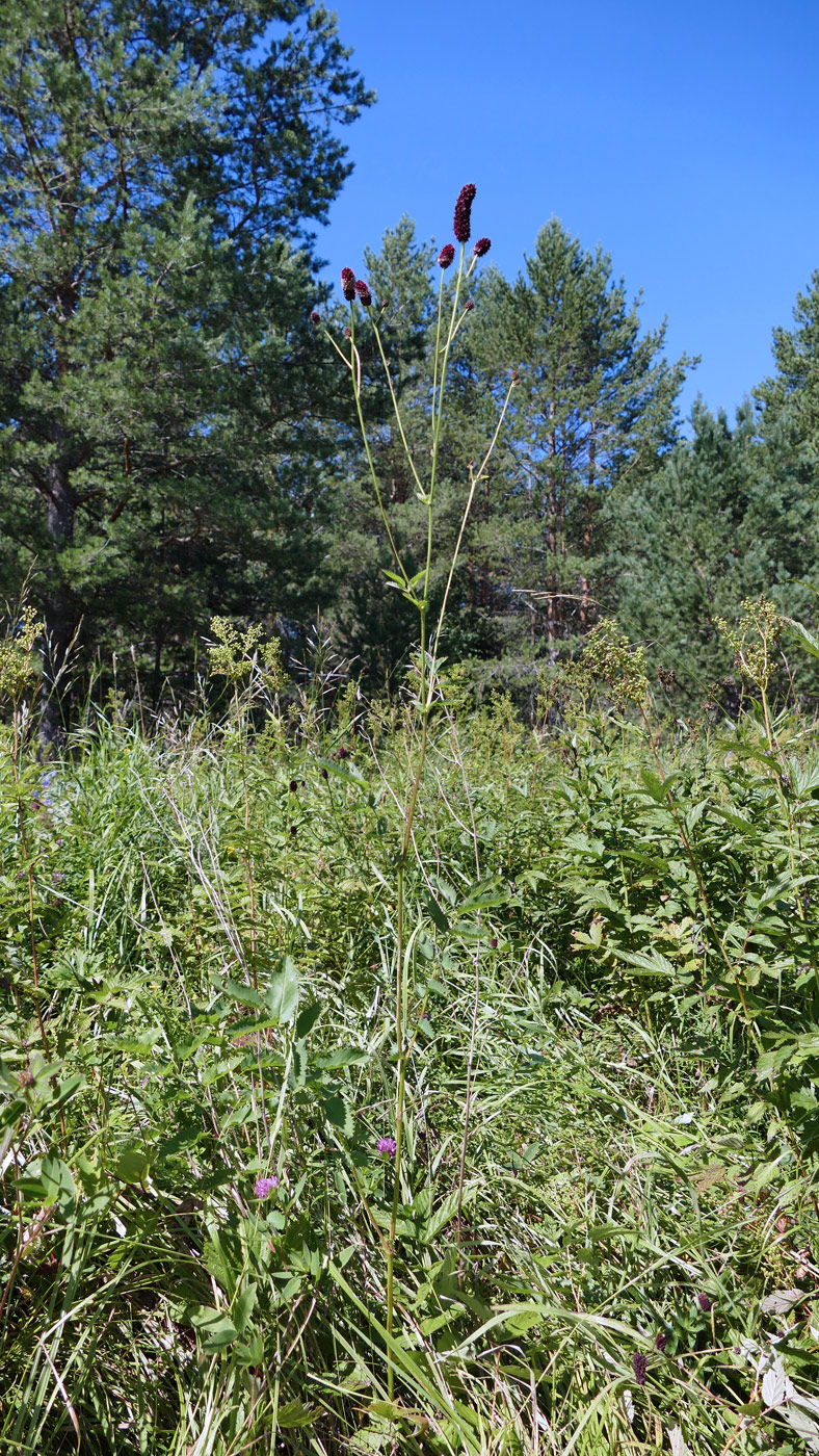 Изображение особи Sanguisorba officinalis.