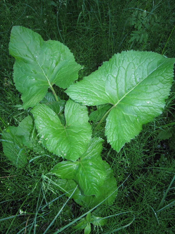 Изображение особи Ligularia lydiae.