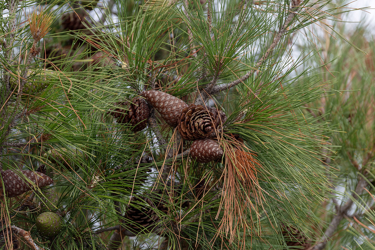 Изображение особи род Pinus.