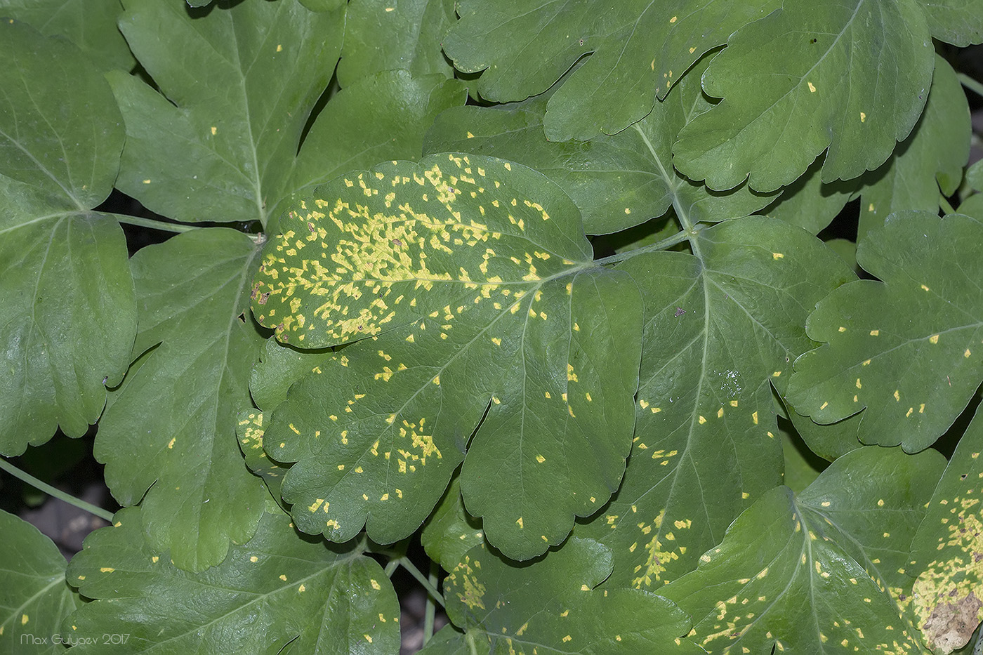 Изображение особи Laser trilobum.