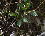 Viola oreades. Листья. Адыгея, Кавказский биосферный запов., у ретранслятора, на камне. 7 мая 2025 г.