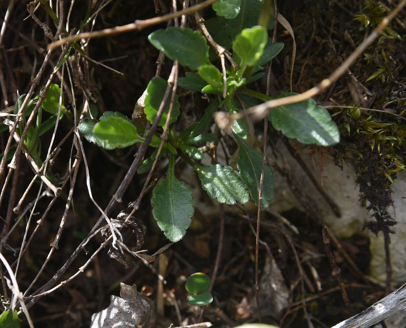 Изображение особи Viola oreades.