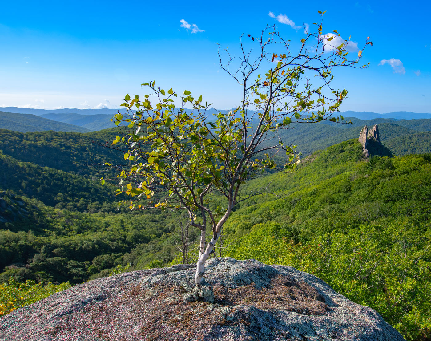 Image of genus Betula specimen.