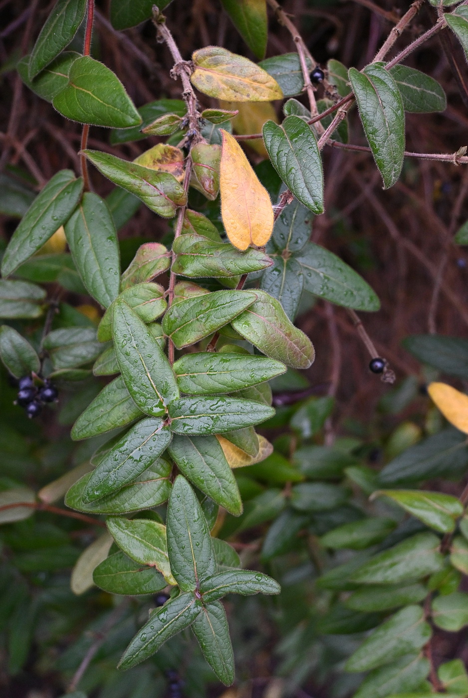Image of Lonicera japonica specimen.
