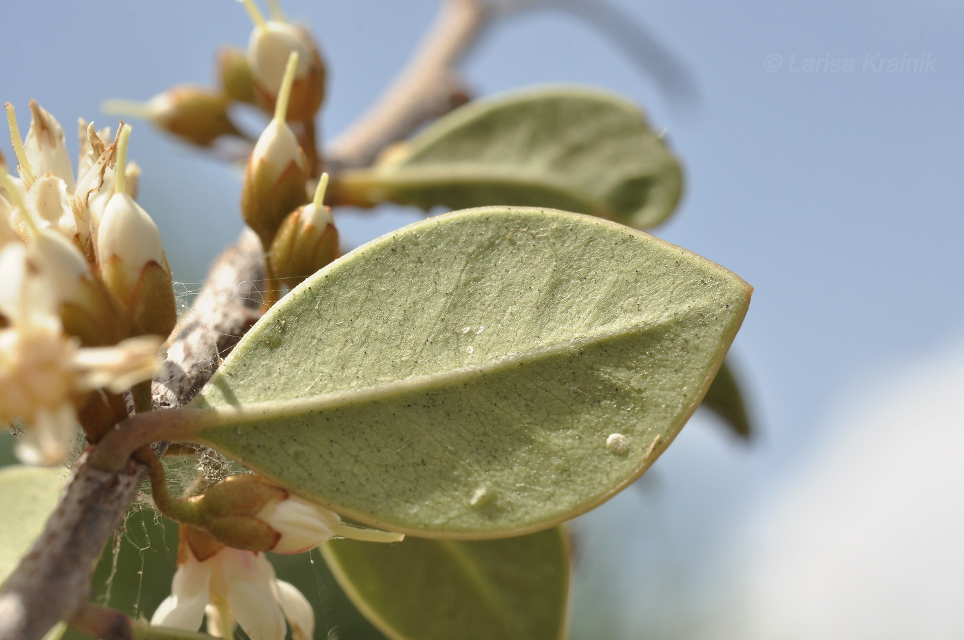 Изображение особи Неопознанный вид.
