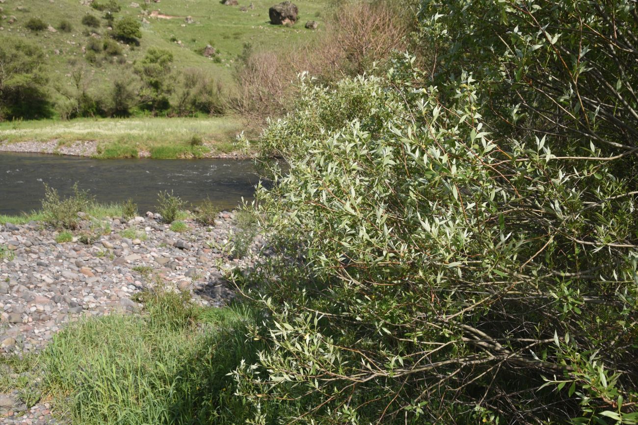 Image of genus Salix specimen.