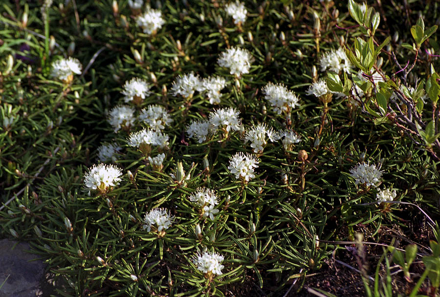 Image of genus Ledum specimen.