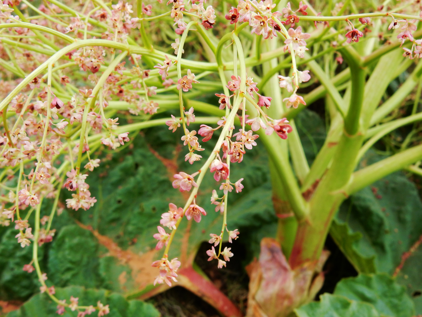 Image of genus Rheum specimen.