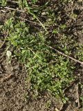 род Lepidium