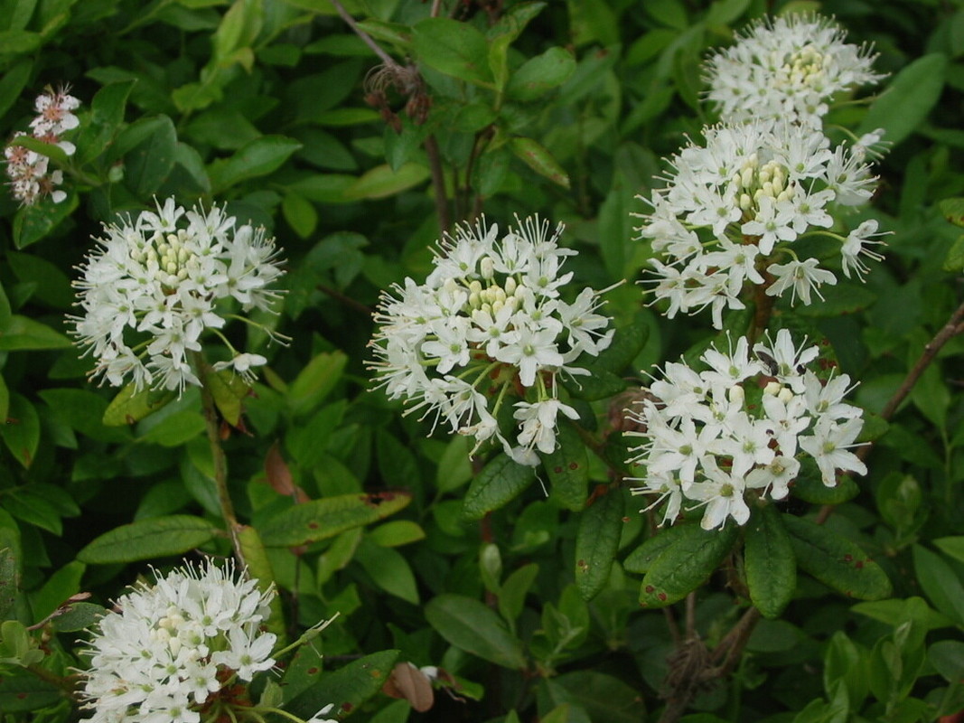 Image of Ledum groenlandicum specimen.