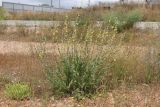Verbascum undulatum
