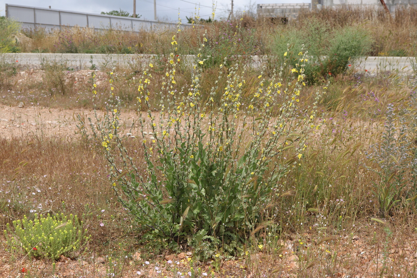 Изображение особи Verbascum undulatum.