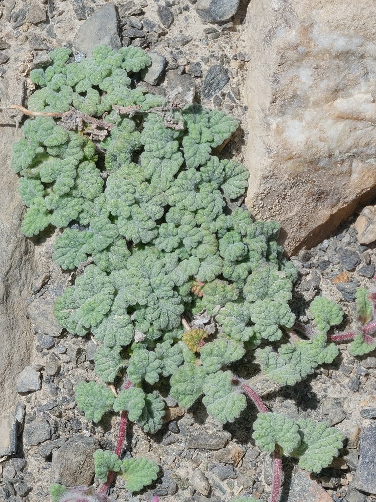 Image of Scutellaria pamirica specimen.