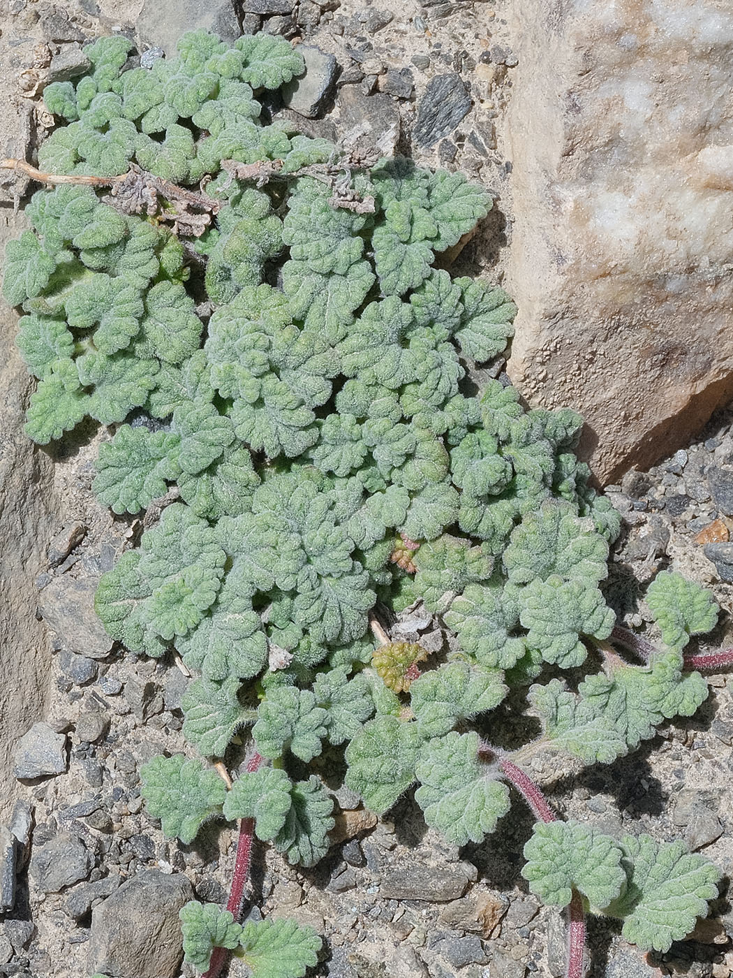 Image of Scutellaria pamirica specimen.