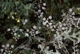 Allium korolkowii