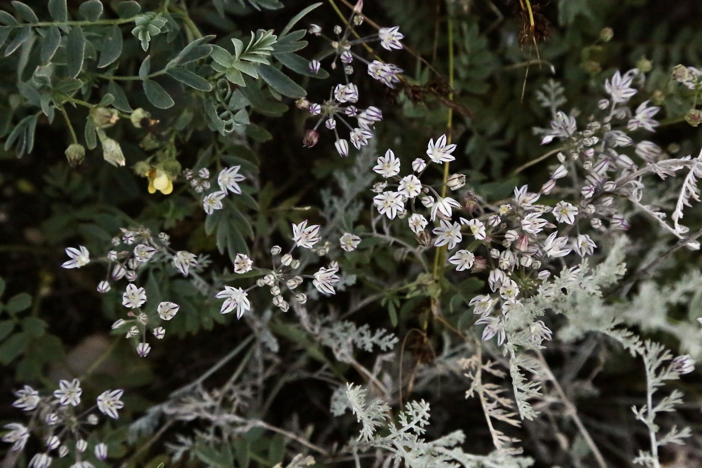 Изображение особи Allium oreophiloides.