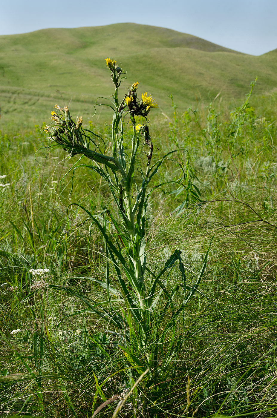 Image of genus Tragopogon specimen.