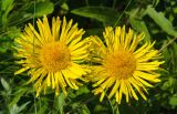 Inula britannica. Соцветия. Оренбургская обл., Кувандыкский муниципальный округ, северная оконечность Долгих гор, степной склон. 10 июня 2025 г.