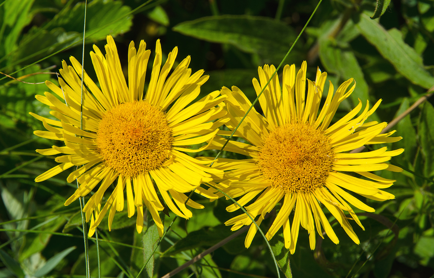 Image of Inula britannica specimen.