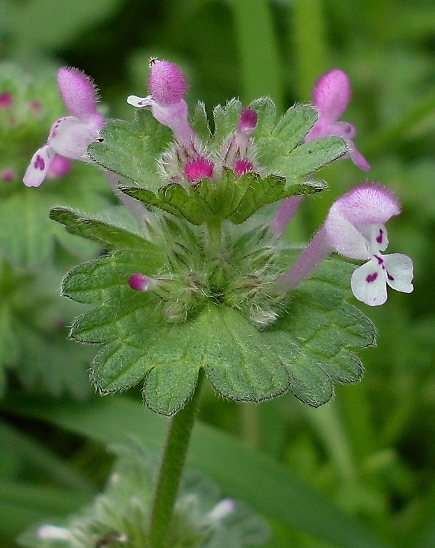 Изображение особи Lamium amplexicaule.